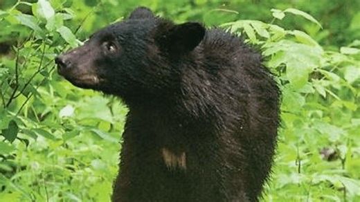 Spring food search brings more black bears out in Missouri, prompting more sightings