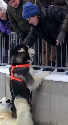 21 4Nobody Expected the Polar Bear to Do This #shorts