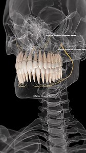 🦷 The Alveolar Nerves: Key Players in Dental Sensation 🦷 The alveolar nerves are the sensory nerves responsible for detecting sensations in your teeth and gums. These nerves are divided into superior and inferior branches, with the superior alveolar nerve innervating the upper teeth and the inferior alveolar nerve serving the lower teeth. These nerves transmit sensations such as pain, temperature changes, and pressure, allowing us to detect issues like toothaches or gum problems. Protecting th