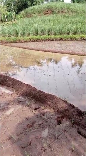 JOOSS SEMANGAAT JUMAT MENANAM PADII POKTAN SUKO MAJUU DESA TUMPAKREJO KALIPARE