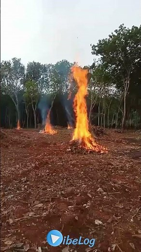 Burning Tree Branches | Land Clearing for Farming 🌿🔥