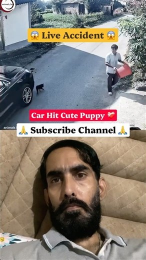 Cute Puppy Live Car Accident 😢😱 #puppy #cuteanimals #accident #dogshorts #emotional #pets