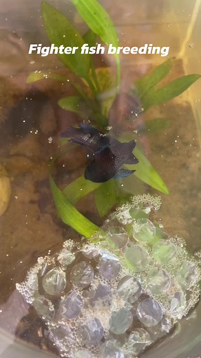 #fypage #fyppppppppppppppppppppppp #bettafis #fighterindonesia🇮🇩 #fighterfishmyanmar #bettafishthailand🇹🇭 #thailand🇹🇭 #fyp#viralvideo #trending #trendingvideo