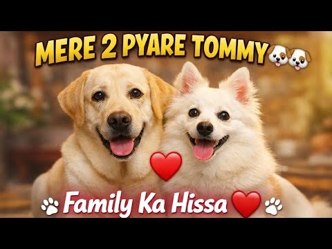 Aaj Ka Vlog | Mere 2 Pyare Tommy 🐶🐶 | Funny, Cute & Emotional Dog Vlog | Brijesh Daily life 2026