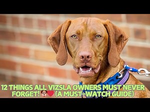 12 Things All Vizsla Owners Must Never Forget! (A Must-Watch Guide)