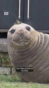 Wildlife workers defend method of moving Neil the seal | ABC NEWS