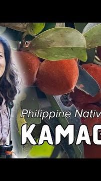 #PhilippineNativeTrees: Kamagong (Diospyrus blancoi)