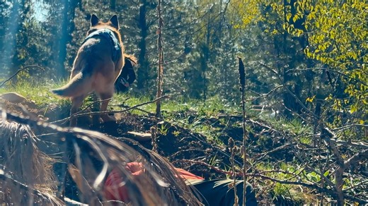 CONSIDER SEARCH AND RESCUE! Kittitas County Search & Rescue is taking applications now for their Spring SAR Academy! From March thru May, new SAR volunteers receive training in outdoor safety, orienteering, team roles, coordination, and tactics. The Academy builds up to overnight backcountry training scenarios like those shown in this 2025 Academy video. KCSR volunteers work with SAR-trained deputies and are vital parts of our community's public safety operations. Visit www.kittitassar.org now t