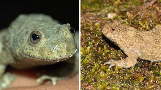 Meet The Adorable Amphibian With Heart-Shaped Pupils