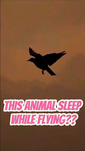 How SWIFT Birds SLEEP While Flying? #short #animals #facts