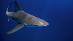 Shark attack reported on Hilton Head Island: How to limit shark encounters when at the beach