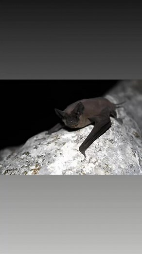 Watch the sky come alive! 🌌 Millions of Mexican free-tailed bats take flight across Texas, from Bracken Cave to Austin’s Congress Avenue Bridge. Fast, fearless, and all Texan—this is nature’s airshow you never knew you needed. 🦇🇨🇱 | Every Bit Texas