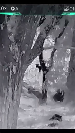 22lr Drop fox in its track 🦊