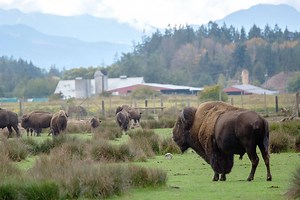 Game Farm lawsuit threatened: Animal rights group issues ultimatum to Sequim facility | Peninsula Daily News