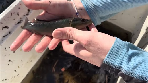 Fish trap in the Everglades caught aquarium monsters nobody should find here