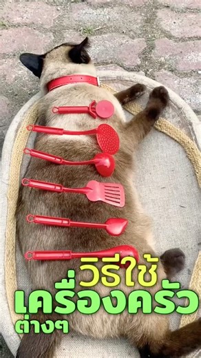 วิธีใช้อุปกรณ์เครื่องครัวต่างๆ proper way to use kitchenware #shorts #cat
