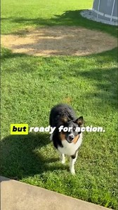 Best Floating Dog Frisbee – Chuckit! Paraflight Flying Disc for Medium & Large Dogs