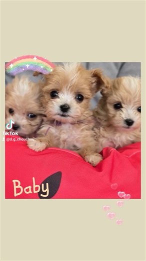 ドッグガーデンシュシュ🐾織方記美子 on Instagram: "激推しマルプー姉妹︎‪💕⁡ ⁡人気のアプリコットホワイトカラー✨⁡ ⁡可愛いマルプーちゃんお探しの方DMお待ちしてます☺️⁡ ⁡⁡ ⁡#福岡ブリーダー ⁡ ⁡#ブリーダー直販 ⁡ ⁡#仔犬 ⁡ ⁡#ご家族募集中 ⁡ ⁡#ミックス犬 ⁡⁡⁡⁡"