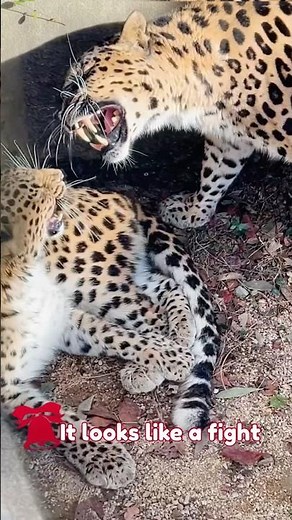 How Amur Leopards Communicate