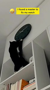 This cat is master of fixing watches 😂🥰 | Cat Addicted