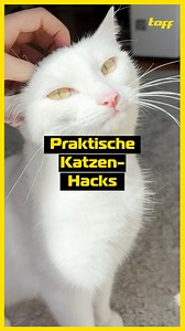 31K views · 41 reactions | Egal, wie sehr wir sie auch lieben: Manchmal braucht es ein paar Kniffe und Tricks, wie wir das Zusammenleben mit unseren Vierbeinern einfacher gestalten können.  Hier ein paar Lifehacks für alle Katzen-Besitzer:innen!  #taff #reel #lifehacks #katzen | taff | Facebook