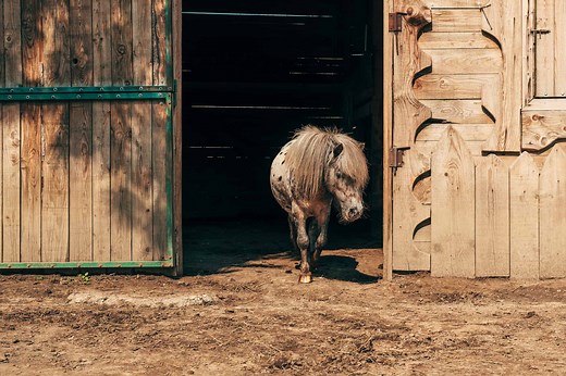 23 Popular Pony Breeds: Everything You Need to Know