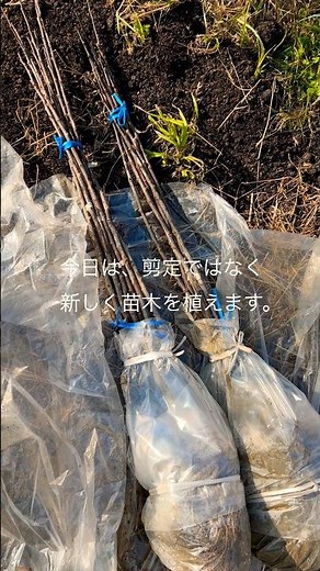 山椒の苗木を植えます。朝倉山椒、森田山椒農園