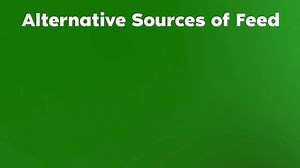 How to Make the CHEAPEST- CHICKEN- FEED on the Farm. | Farm Up