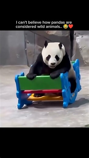 STOP Calling Pandas Wild Animals!