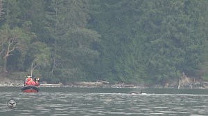 Transient Orcas seal Kill 2023 The Ocean Went Silent… and Every One of Us Felt It There are days on the water when the world seems to pause, and today, that stillness wrapped around us like a held breath. From our boat, watching from a respectful distance, we witnessed a scene that only nature can deliver. Another whale‑watching vessel nearby had gone completely motionless, engines off, drifting in absolute silence. Not because anything was wrong, but because Transient orcas had moved in. And wh