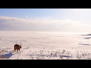 Hokkaido is Paradise for Wild Animals.