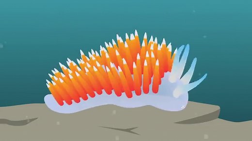 How Do Jellyfish Sting?