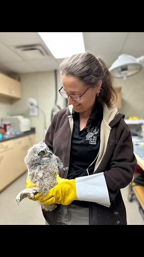 We are happy to report that our resident great horned owl, Grumpy, has become a foster parent. Her first foster owl is a juvenile owl who sadly lost their siblings and nest when the tree they resided in fell. Upon admittance the juvenile was assessed and stabilized by our rehabilitation team. Once stronger, it was carefully introduced to Grumpy.We’re pleased to see that Grumpy has accepted the juvenile and her natural protective instincts automatically kicked in! Entering the pen to feed and cle