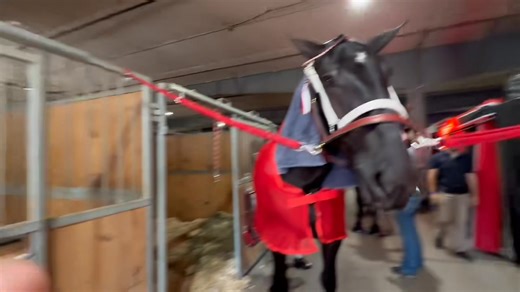 112K views · 4.5K reactions | Getting the crew ready for the show ring. | Windermere Farms | Facebook