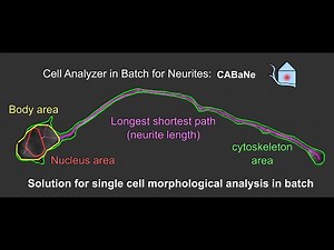 User guide for CABaNe, an automated, high throughput ImageJ macro for cell and neurite analysis