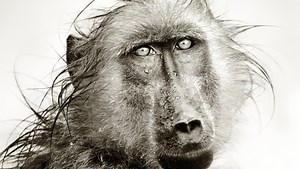 Pixels.com Lets Photographers Set Their Own Prices for Digital Image Licenses