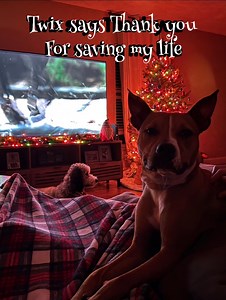 1.5K views · 114 reactions | TWIX sent an UPDATE to let everyone know he is living his bestest life!!! Saved from EUTH in October he has found his HAPPY EVER AFTER!!!! We love you Twix and we are so happy for you good boy!!!! Happiest of Tails!!!! https://www.facebook.com/share/p/1ExppKF5KK/ | Rescue Me Tampa - Shelter Dogs | Facebook