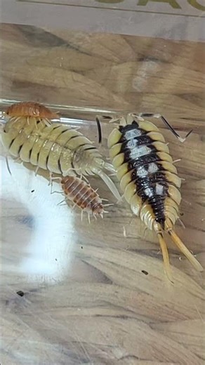 🥰 CUBARIS ou ISOPODES ? 🤩 #terrario #biotope #bioactive #pets #animals #insects #bug #bugs #isopod