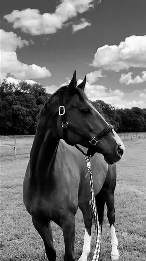 Fond d'écran cheval noir et blanc. Abonnez vous !❤️✨️ #horse 🐴