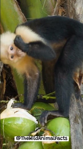 The Fascinating Behavior of The Capuchin Monkey | The Wild Animal Facts