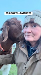 We hit 25,000 followers! 🙌🏻💚 Thank you for being part of our weird and wonderful herd and cheering on our goofy goat life! ⭐️🐐 | No Regrets Farm Sanctuary