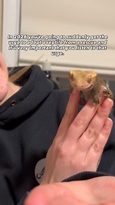 Reptiles needing specialized care come through our doors every single week — from eye treatments, to surgeries, to ongoing medical management. These animals rely on us to fight for them, advocate for them, and make sure they finally get the care they were denied for far too long. But we don’t do this alone. Our fosters step up day after day, giving these reptiles the love, patience, and comfort they need to heal. And our community makes it possible for us to take on these medical cases through d