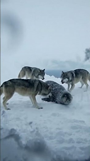 Scientists Watch Wolves Take Down Massive Prey!
