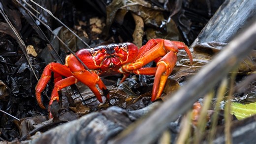 Millions of red crabs begin annual migration on Christmas Island as numbers 'skyrocket'