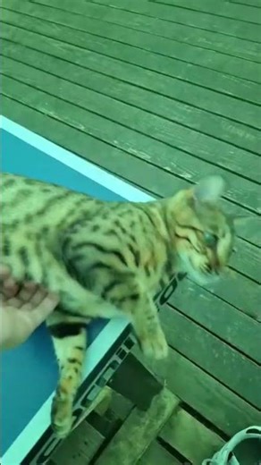 PREGNANT BENGAL CAT 🐈🐈‍⬛️😺 scratching itself against a table tennis table. #catworld #bengalcat #cat