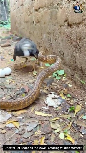 Oriental Rat Snake on the Move | Amazing Wildlife Moment #snake #wildliferescue #wildlife