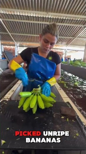 Why Bananas Are Always Picked Green 🍌🤯 (The Real Reason!)