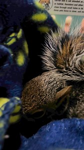 #Grumpy #squirrel waiting for #breakfast | Little Bit Wildlife Rescue
