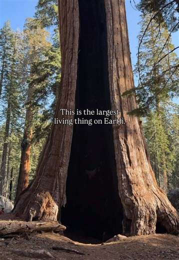 Standing next to Sequoias will make you feel very, very small. And for good reason… These trees are the largest living things on Earth. The shot in this reel is the Black Arch Tree in Sequoia National Park, a massive sequoia with a fire-carved tunnel at its base that you can walk through. But here’s where it gets even crazier: THE single largest living thing on the entire planet, the legendary General Sherman Tree, can also be found not too far away. A few wild facts about giant sequoias: - Some
