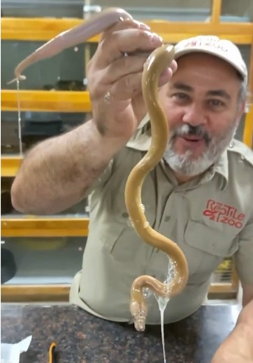 Exciting Baby Python Hatching from Snake Eggs